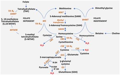 Neuroprotective Roles of the Reverse Transsulfuration Pathway in Alzheimer’s Disease